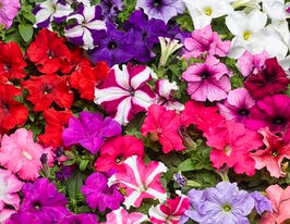 Петунія грандіфлора Трітунія F1 сумішкупити