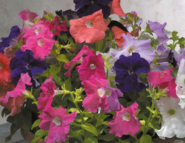 Петунія грандіфлора Фалкон F1сумішкупити