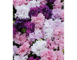 Петунія каскадна махрова Каскад F1 сумішкупити