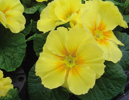 Примула крупноцветковая Пионер F1 лимонная купить