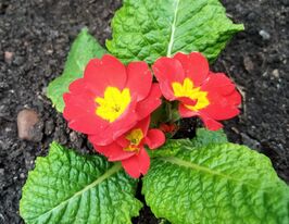 Примула крупноцветковая Пионер F1 скарлет купить