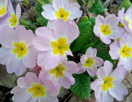 Примула крупноцветковая Пионер F1 яблоневый цвет купить