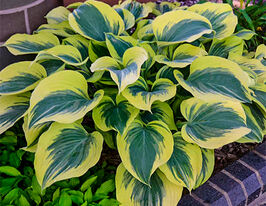 Хоста Американ Хало (American Halo) купить