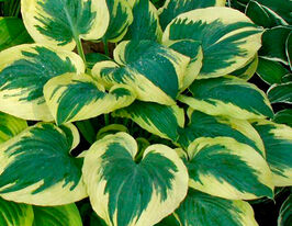 Хоста Бенд оф Голд (Band of Gold) купить