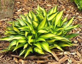 Хоста Лейксайд Литл Тафт (Lakeside Little Tuft) купить