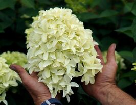 Гортензія метельчаста Скайфолл (Skyfall) купить