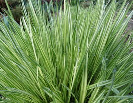 Молиния голубая Вариегата (Variegata) купить