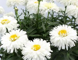 Леукантемум (королиця) Макарун (Macaroon)купити