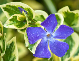 Барвінок Варієгата (Variegata)купити