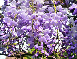 Гліцинія Эйва (Eiyva Wisteria)купити