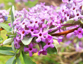 Буддлея Аргенті (Buddleja alternifolia Argentea)купити