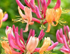 Жимолость Капріфоль (Lonicera caprifolium)купити