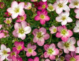 Ломикамінь Рожевий (Saxifraga arendsii)купити