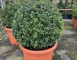 Падуб городчатый Конвекса (Ilex crenata Convexa) купить