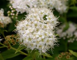 Спирея японская Альбифлора (Albiflora) купить