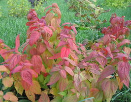 Спирея японская Макрофилла (Macrophylla) купить