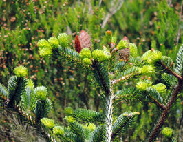 Ялиця Біла (Abies alba)купити
