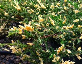 Ялівець горизонтальний Андорра Варієгата (Andorra Variegata)купити