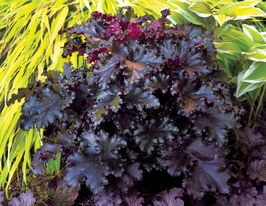 Гейхера Блек Тафета (Black Taffeta)купити