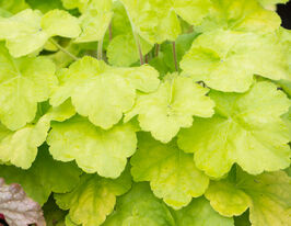 Гейхера Романо (Romano)купити