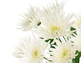 Хризантема Анастасія Вайт (Anastasia White)купити