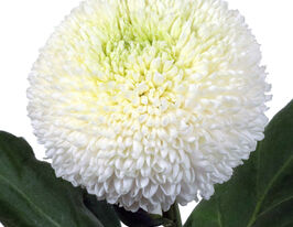 Хризантема Борис Бейкер Вайт (Boris Becker White)купити