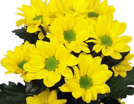 Хризантема Копа (Copa)купити