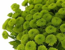 Хризантема Кантри (Country) купить