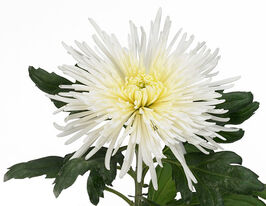 Хризантема Эльбрус вайт (Elbrus White) купить