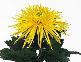 Хризантема Эльбрус Еллоу (Elbrus Yellow) купить