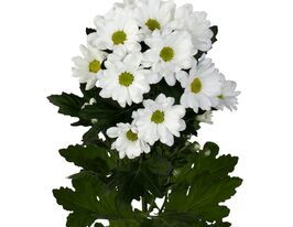 Хризантема Ілонка (Ilonka)купити