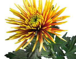 Хризантема Сафіна (Safina)купити