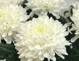 Хризантема Антонов (Antonov)купити