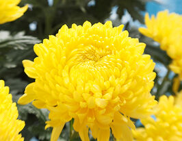 Хризантема Астероид (Asteroid) купить