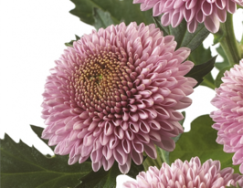 Хризантема Бонбон (Bonbon) купить