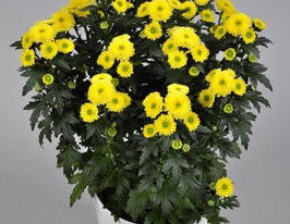 Хризантема Калимеро Сантини (Calimero Sunny) купить