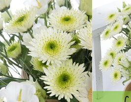 Хризантема Кокоон (Cocoon)купити