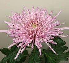 Хризантема Ельбрус Пінк (Elbrus Pink)купити