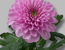 Хризантема Ксенія (Ksenia)купити