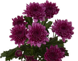 Хризантема Малібу Пурпл (Malibu Purple)купити