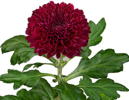 Хризантема Паркер (Parker)купити