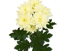 Хризантема Піна Колада Крем (Pina Colada Cream)купити