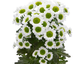 Хризантема Піксель (Pixel)купити