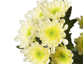 Хризантема Радость кремовая (Radost cream) купить