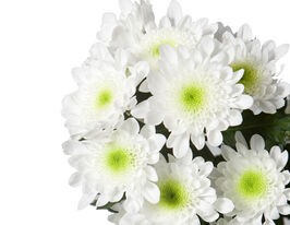 Хризантема Радість біла (Radost White)купити