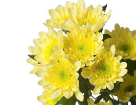 Хризантема Радість жовта (Radost Yellow)купити
