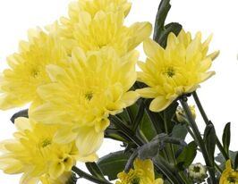 Хризантема Рокка Эллоу (Rocca Yellow) купить