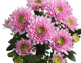 Хризантема Романс (Romance)купити