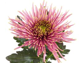 Хризантема Тула Шарлетта (Tula Sharletta) купить