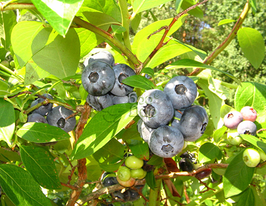 Лохина Герберт 7-х річнакупити